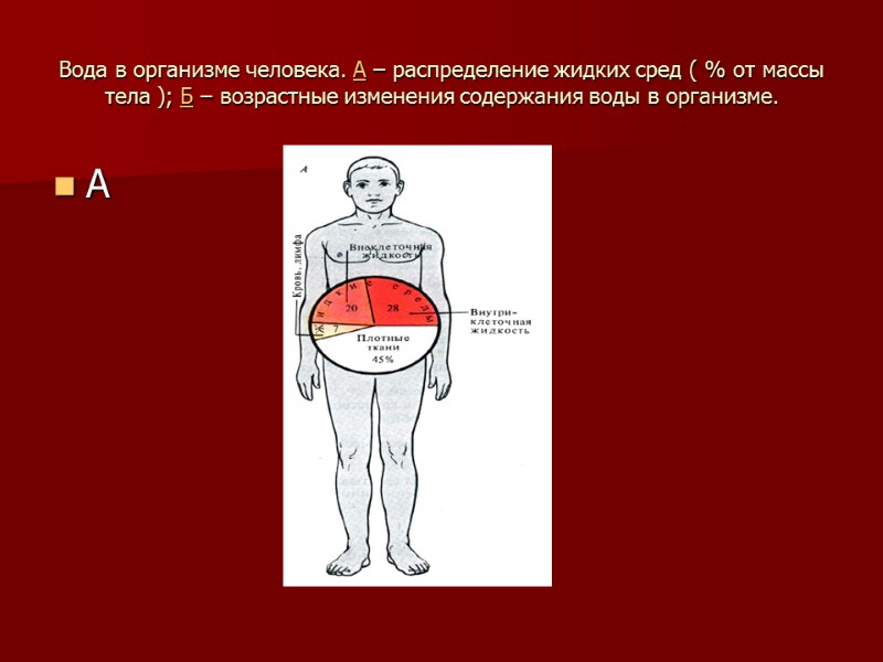 Вода в организме человека. А – распределение жидких сред ( % от массы тела